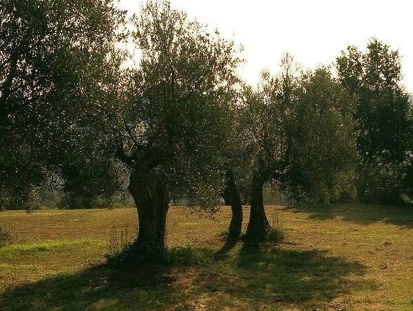 Olive Trees, Italy, Umbria