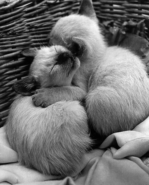Pedigree Siamese Kittens belonging to Mrs. MacDonald of Ewell huddle together for warmth