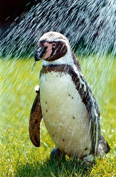 Penguin taking a shower May 1992 A©Mirrorpix