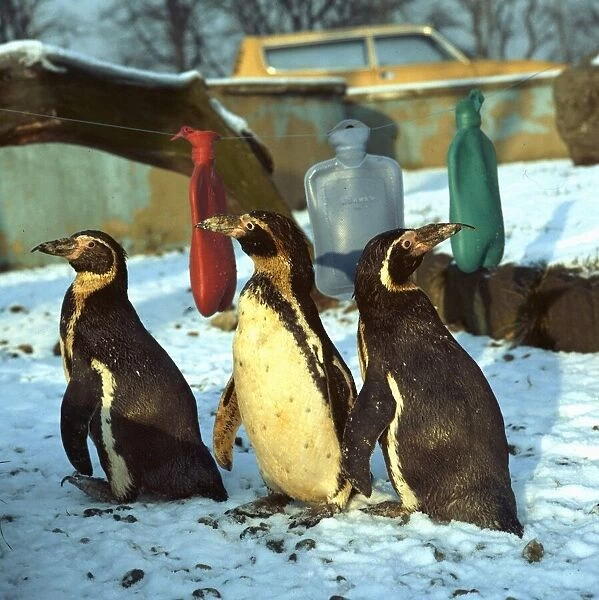 Three penguins in the snow, with three hot water bottles circa 1985