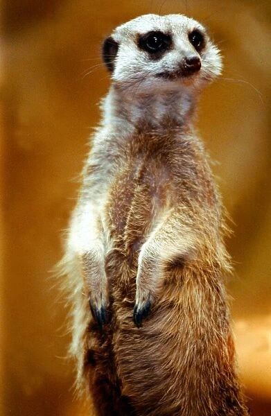 A perky, bright-eyed meerkat at London Zoo May 1991