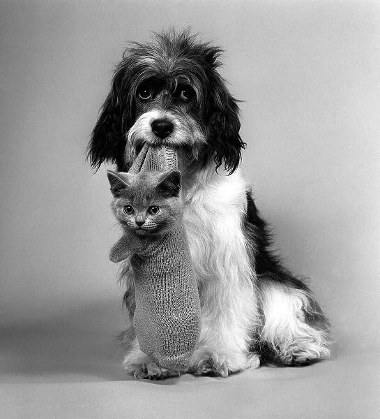 Pippin the Mongrel Dog with Kitten in a sock August 1984 Pippin has become one of