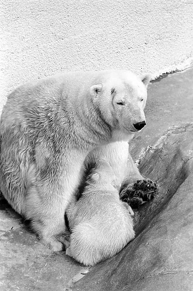 Polar Bears at Bristol Zoo. April 1975 75-2068-005