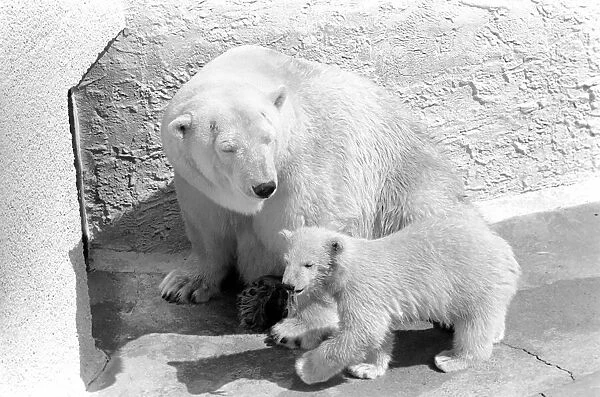 Polar Bears at Bristol Zoo. April 1975 75-2068-017