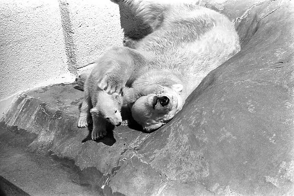 Polar Bears at Bristol Zoo. April 1975 75-2068-024