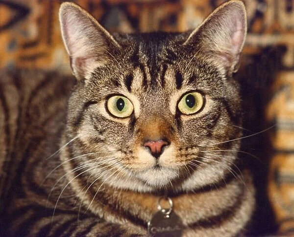 A portrait of a cat