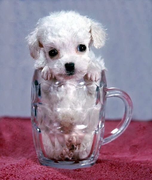 Premature toy poodle Pippin in a pint glass. Available as Framed Prints,  Photos, Wall Art and other products #21514584