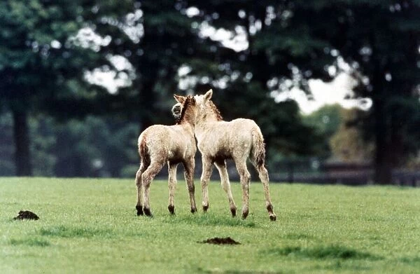 Przewalskis Foals playing together at Whipsnade Wild Animal Park May 1994