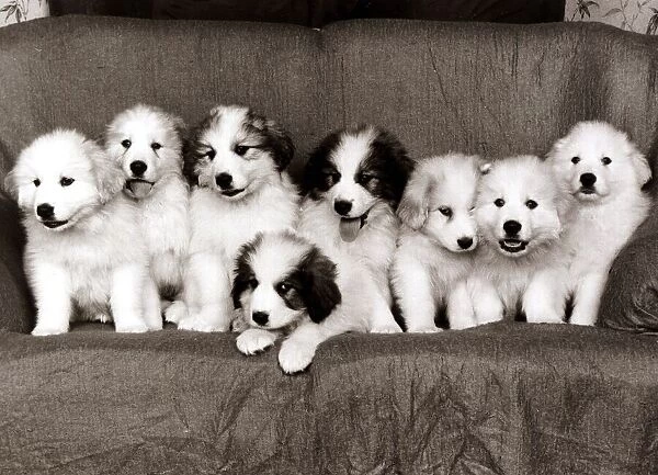 Pyrenean Mountain Dog Puppies - January 1986 8 pups on a sofa A©mirrorpix