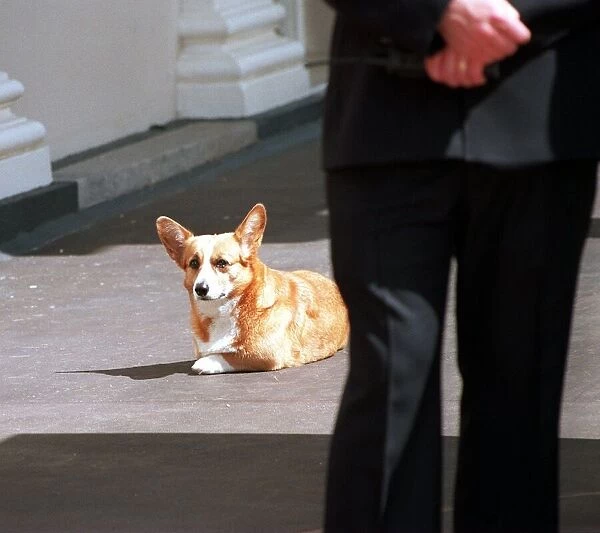 One of the Queen Mothers corgis takes a rest August 1998 During her birthday