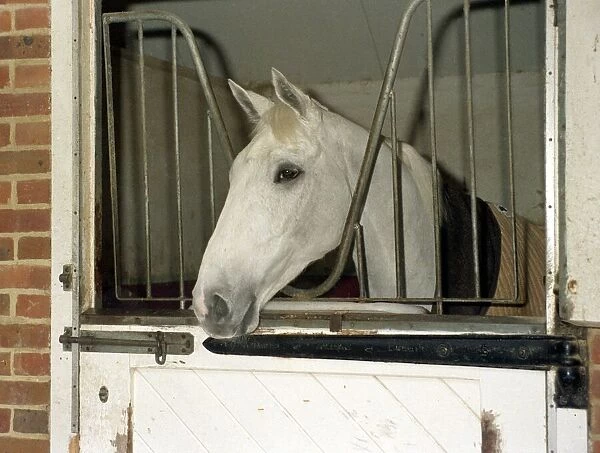 Racing Legend Desert Orchid in his stable a week before winning the Cheltenham Gold Cup