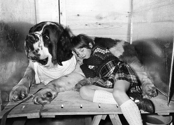 Resting-Suzannah snuggles up to her pet St Bernard. February 1982 P006084