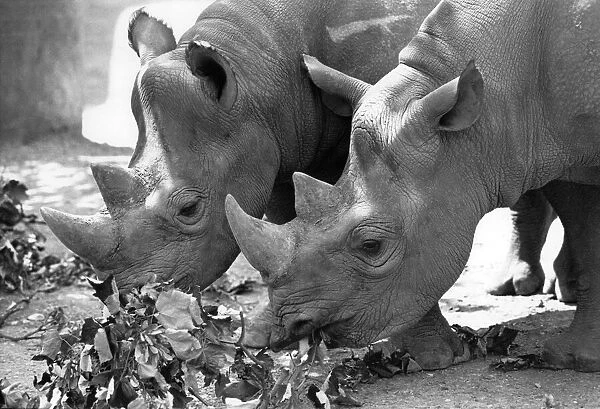 The two Rhinos having a chew as London Zoo announced it