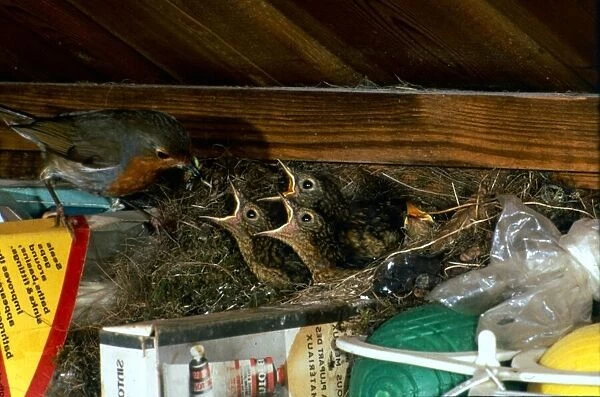 A robin feeding young chicks in her nest June 1986