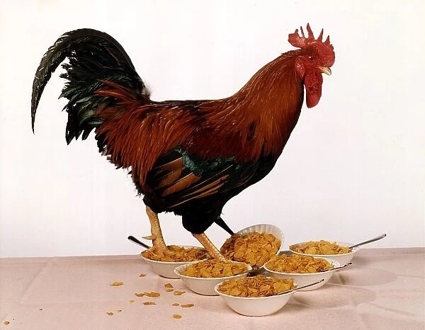 Rooster George taking part in the Big Breakfast Cornflake Test. Circa 1995