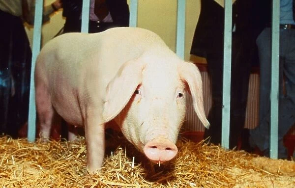 A sad looking pig May 1992