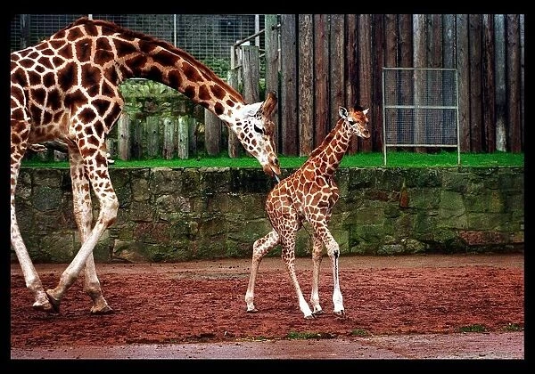Savannah the Giraffe Edinburgh zoo January 1998 mother