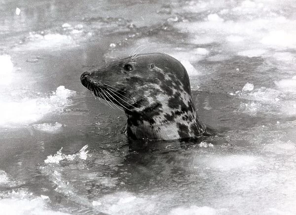 Seal swimming in ice due to cold weather at London zoo January 1982 Animal
