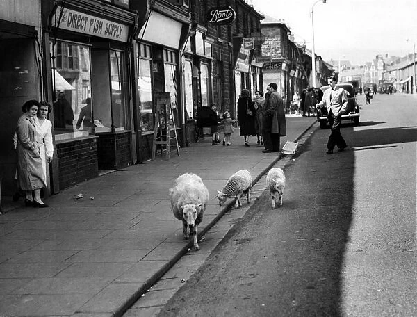 Sheep walking along a shopping street in Treorchy, a village in the county borough of