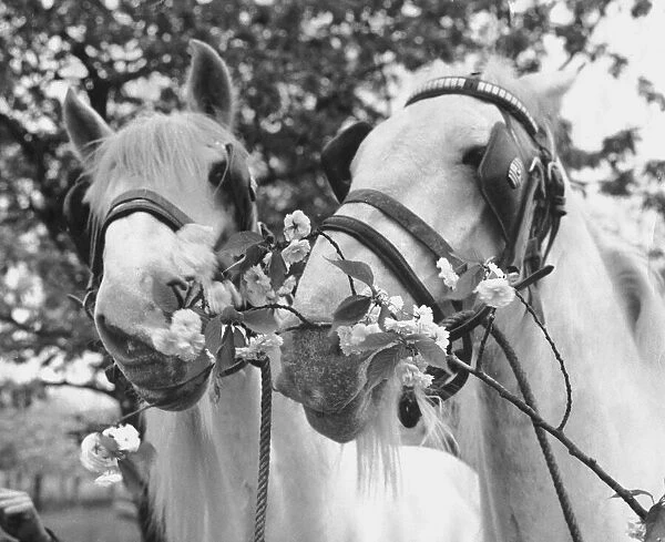Shire Geldings called Pride and Prejudice May 1962 These horses have led the team