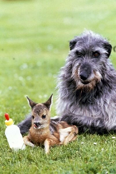 Shona the deerhound with Roro the Roe Deer - July 1989 Animals Dogs Dog