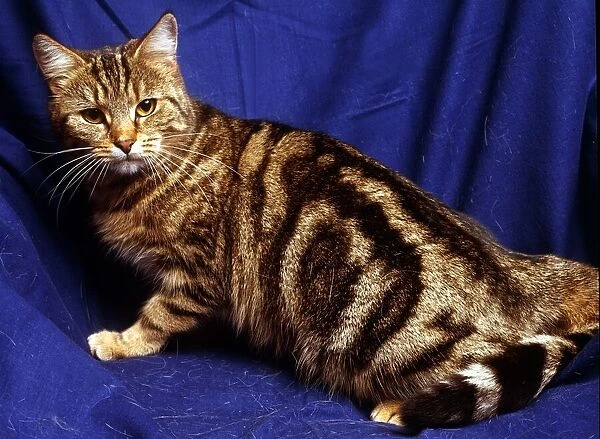 A silver tabby cat February 1989