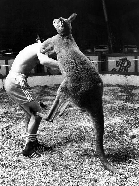 Skippy the kangaroo tries a bit of fancy leg-work-all over boxer Alan Minter