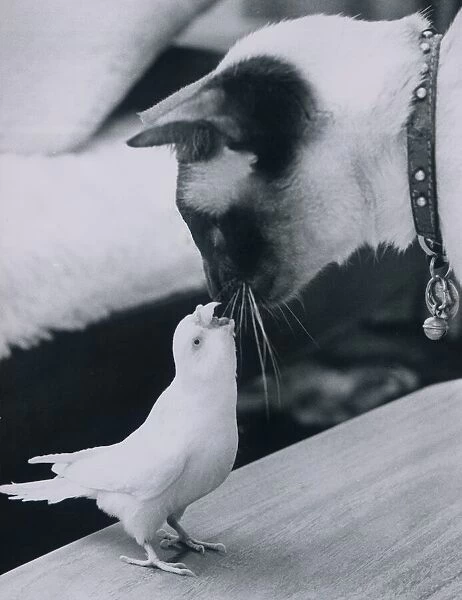 Snowy the budgie makes friends with Cindy the cat. 15th March 1977