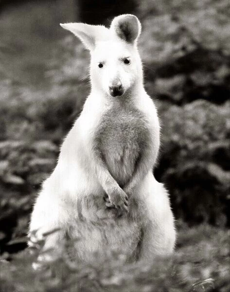 Snowy a rare White Bennets wWallaby at Battersea Park children