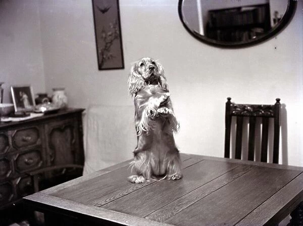 A Spaniel standing on hind legs on table Dog dogs November 1951