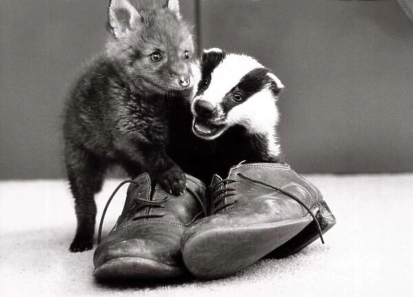 Spitfire the fox and Biddy the badger playing together with a pair of old shoes at