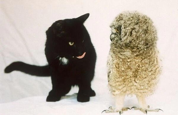 Spooky the cat and olly the owl at Linton Zoo, Cambridge June 1995 A©Mirrorpix