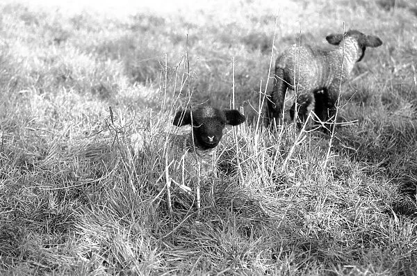 Spring lambs in Kent. January 1975 75-00492-003