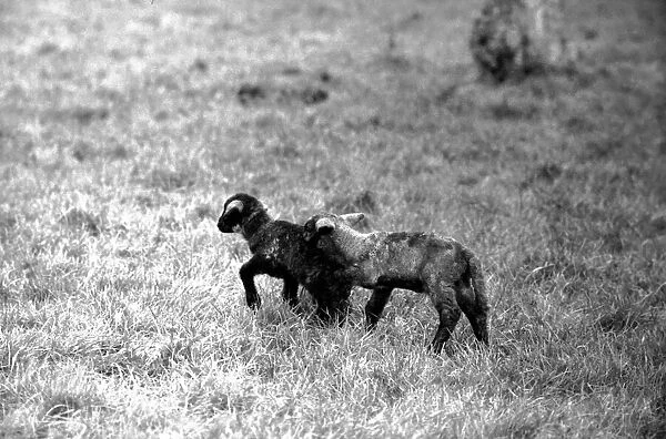 Spring lambs in Kent. January 1975 75-00492-006