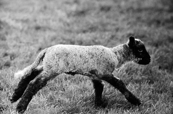 Spring lambs in Kent. January 1975 75-00492-008