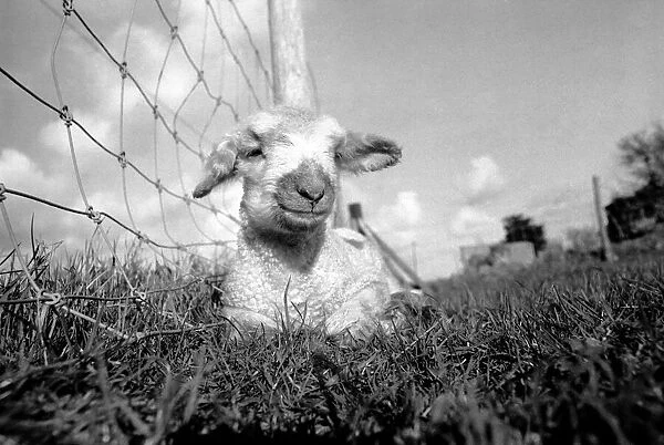 Spring lambs in Kent. January 1975 75-00492-010