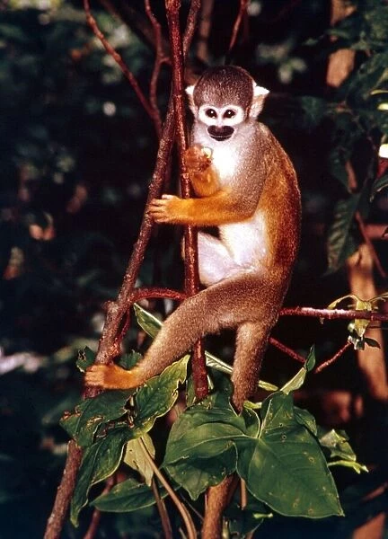 A squirrel monkey climbing trees in the Amazon rainforest January 1990
