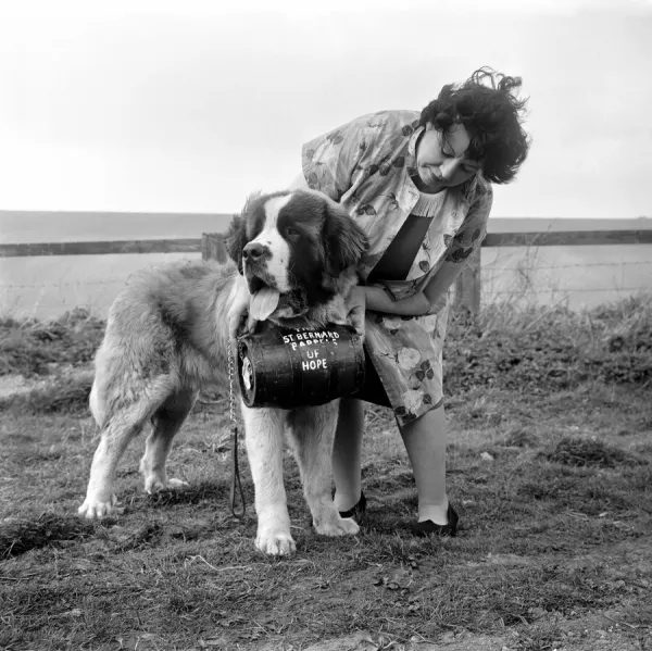 St. Bernard Dog: A new home and a new name for Caesar the St