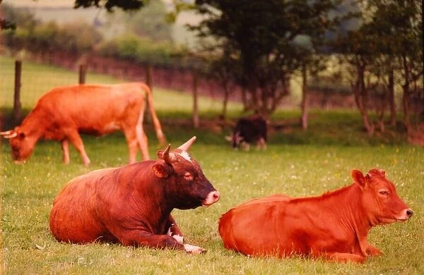 A stock picture of some cattle