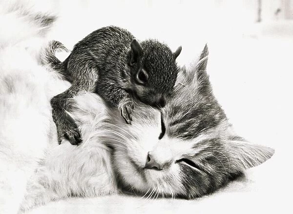 Susie the cat cuddles up with an orphaned baby squirrel at her home in Derby May