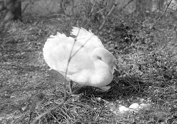 A swan with nest of eggs at Wimbledon Park lake, London 1921 Alf 62