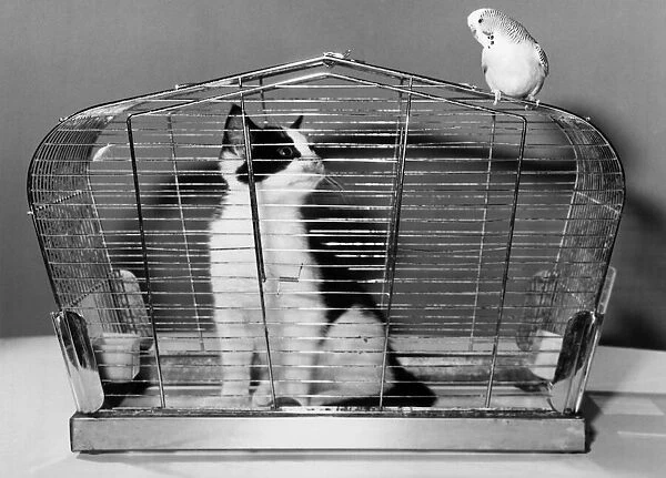 The tables are turned as kitten is caught in the birds cage. December 1982 P011716