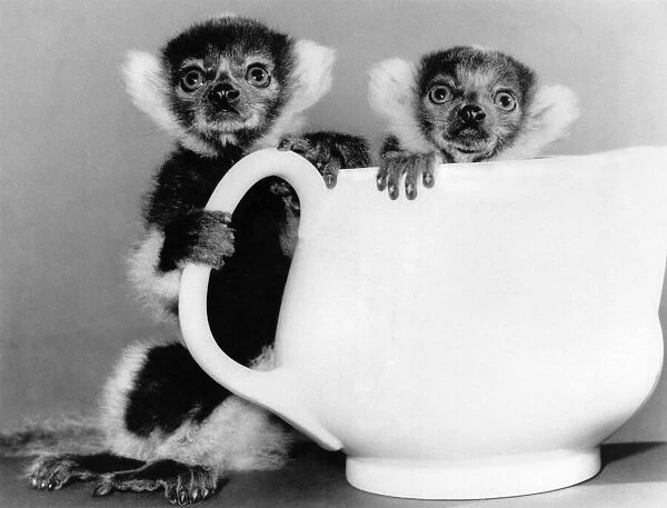 Tea for two at the Zoo: Theres nothing like a nice of tea to cheer up a couple of