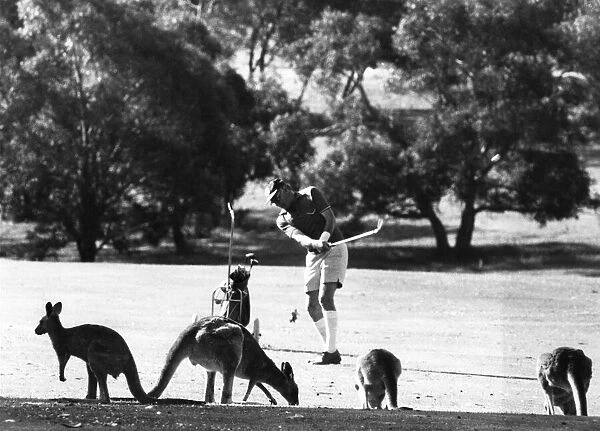 Tee my Kangaroo up. Sport! Elsewhere in Australia, Kangaroos are hunted as vermin by