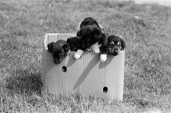 Terrier puppies which were found abandoned in a cardboard box April 1981
