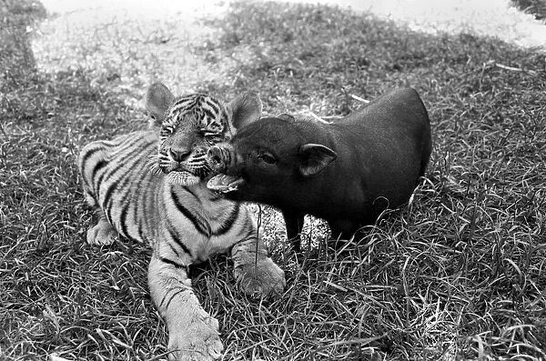 Tiger cub and Vietnamese pig at Zoo. 77-04303-003