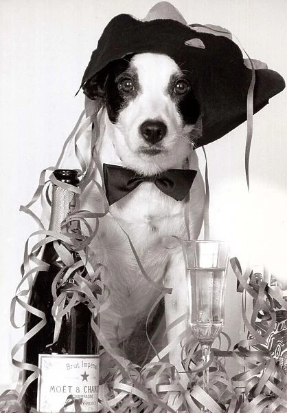 Toby the terrier wearing a party hat and next to a bottle of champagne after his owner