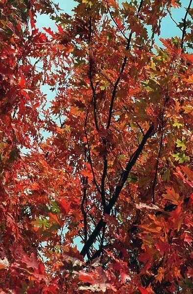Trees Autumn Colours