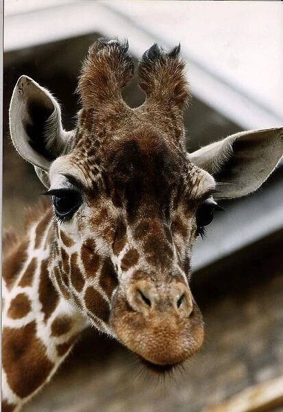 Virginia the Giraffe circa 1996