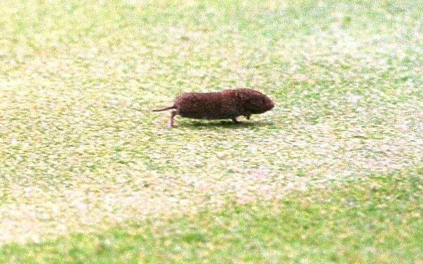 A vole which appeared at the British Open Golf Championships while Justin Rose was